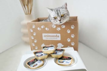 katze-im-karton-magazin-umzug-mit-katze-contentimage-560x375