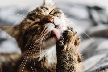 katze-leckt-sich-pfote-magazin-katze-contentimage-560x375