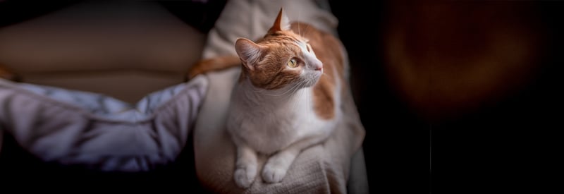 katze-liegt-auf-einem-kissen-magazin-magenprobleme-katze-titleimage-1600x550