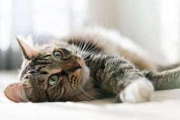 katze-liegt-magazin-fellwechsel-bei-katzen-contentimage-560x375