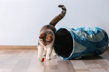katze-mit-spielzeug-magazin-katzensprache-contentimage-560x375