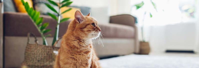 katze-sitzt-vor-einer-pflanze-magazin-was-duerfen-katzen-nicht-fressen-contentimage-1600x550