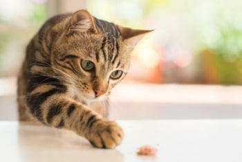 katze-spielt-mit-futter-magazin-trocken-oder-nassfutter-contentimage-560-375