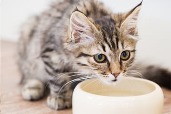 katze-trinkt-magazin-kranke-katzen-richtig-fuettern-contentimage-560x375