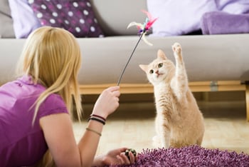katze-und-frau-am-spielen-magazin-katze-beschaeftigen-contentimage-560x375