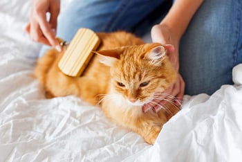 katze-wird-gebuerstet-magazin-fellwechsel-bei-katzen-contentimage-560x375