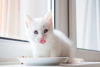 kitten-frisst-magazin-kitten-fuettern-contentimage-560x375