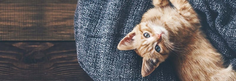 kitten-liegt-auf-einer-decke-magazin-kitten-zieht-ein-contentimage-1600x550