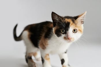 kitten-magazin-kitten-fuettern-contentimage-560x375