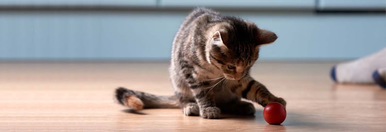 kitten-spielt-mit-spielzeug-magazin-kitten-erziehen-contentimage-1600x550