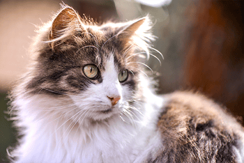 maine-coon-frontalmagazin-maine-coon-contentimage-560x375