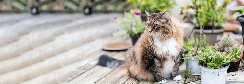 maine-coon-im-garten-magazin-maine-coon-contentimage-1600x550