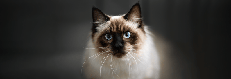 ragdoll-von-vorne-magazin-ragdoll-contentimage-1600x550