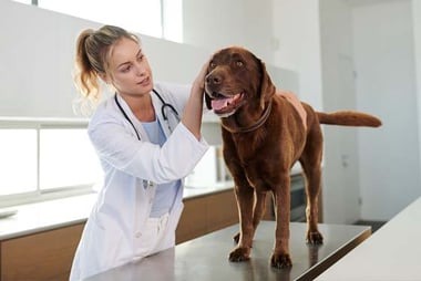 tieraerztin-mit-hund-magazin-rueckenschmerzen-beim-hund-contentimage-560x375