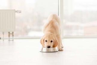 welpe-am-napf-magazin-futterumstellung-bei-welpen-contentimage-560x375