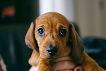 welpe-auf-dem-arm-magazin-welpe-stubenrein-contentimage-560-375px