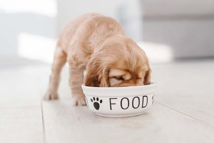 welpe-frisst-magazin-futterumstellung-bei-welpen-contentimage-560x375