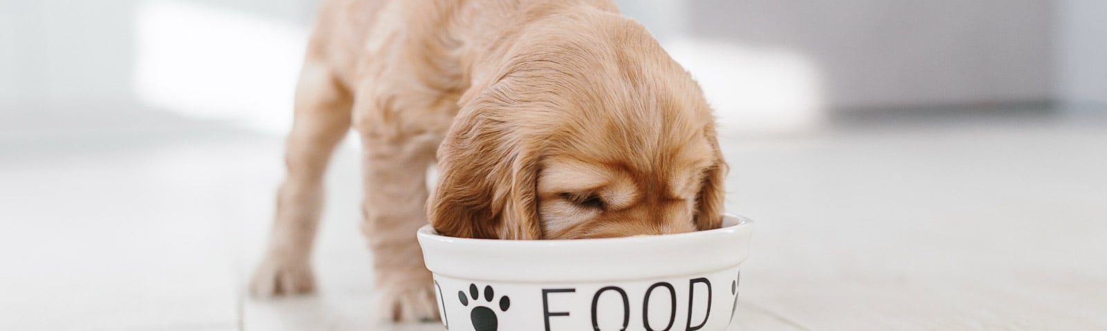 welpe-frisst-magazin-welpen-richtig-fuettern-titleimage-1600x550