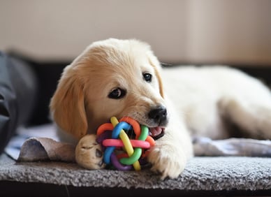 welpe-mit-spielzeug-magazin-ein-welpe-zieht-ein-teaserimage-544x396px