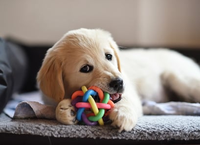 welpe-mit-spielzeug-magazin-ein-welpe-zieht-ein-teaserimage-544x396px