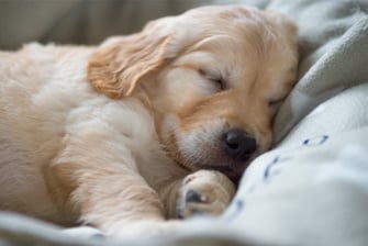 welpe-schlaeft-magazin-tagesablauf-hund-contentimage-560x375