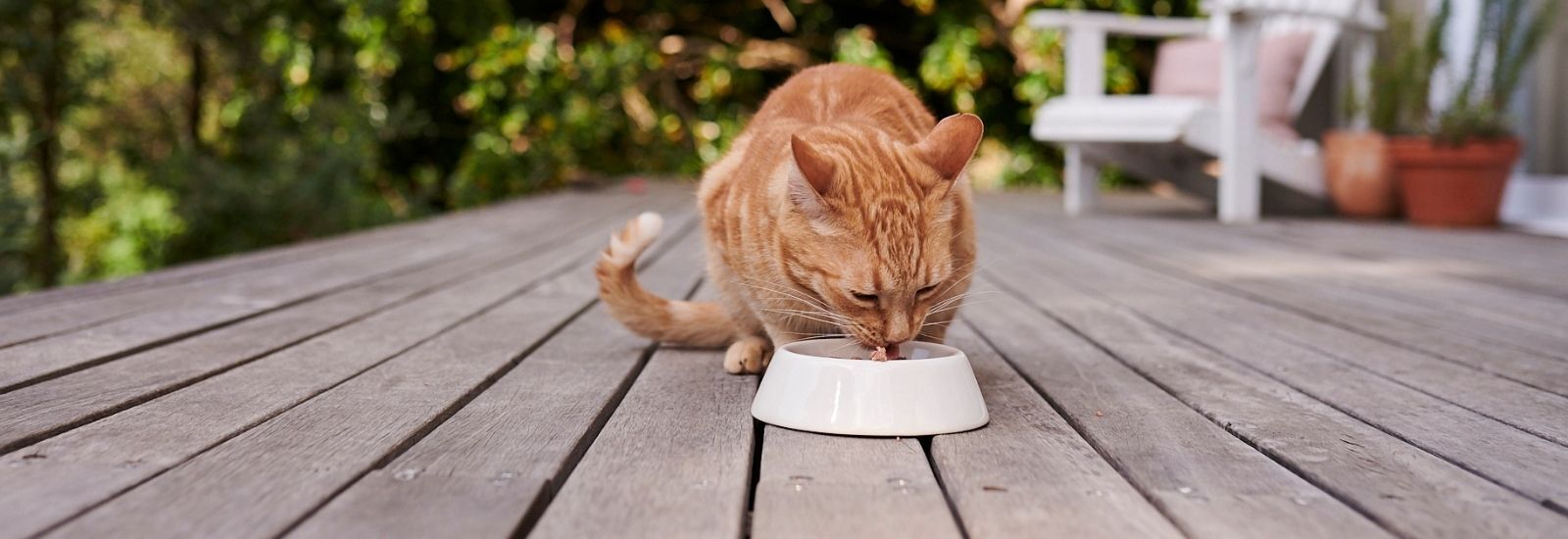 Trocken- oder Nassfutter  was fttere ich meiner Katze?