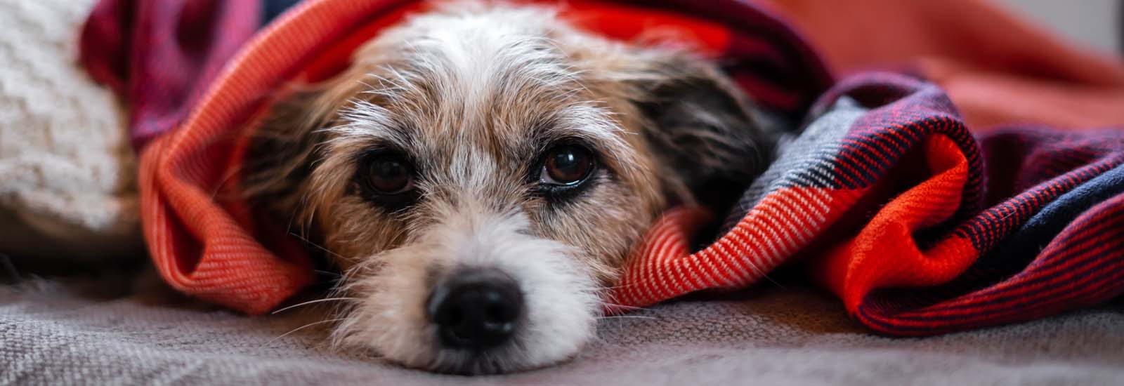 Vergiftung beim Hund: Symptome & Gefahrenquellen erkennen